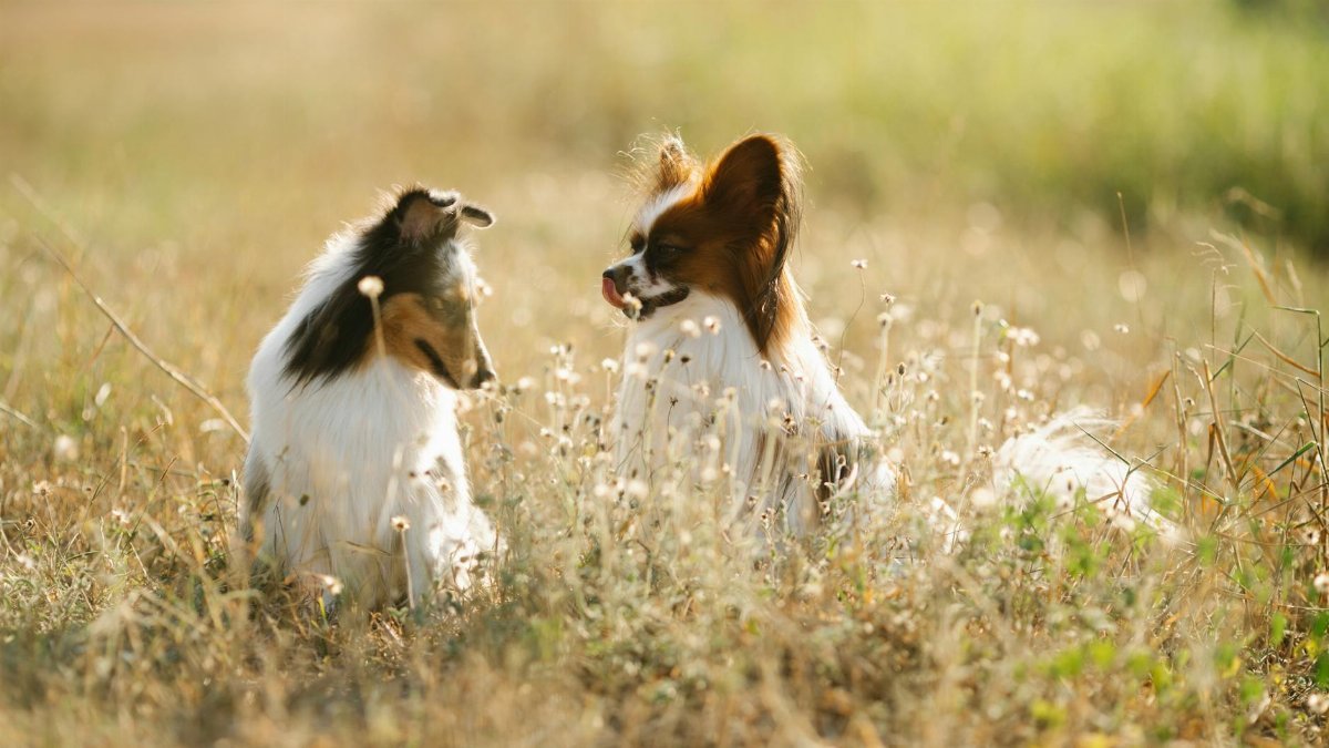 Cute Shetland Sheepdog and Papillon dogs sitting on green grassy meadow in rural area of countryside on blurred background in summer day