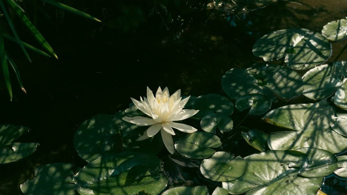A tranquil white water lily surrounded by lush green lily pads on a calm pond.