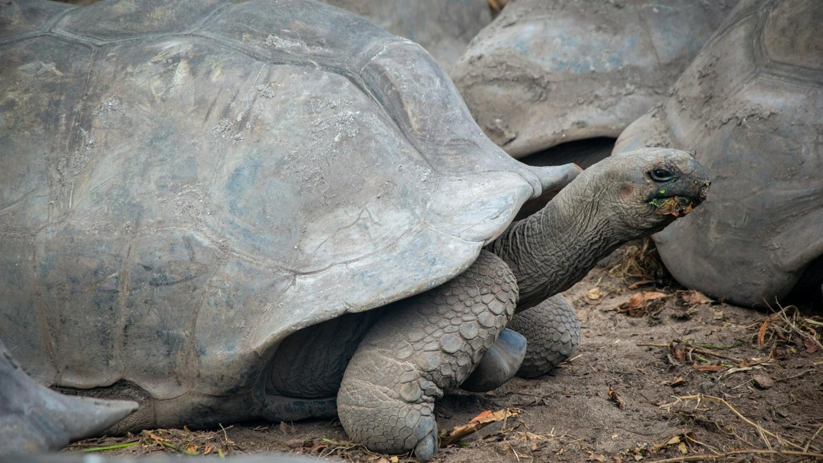 A close-up view of a giant tortoise in its natural outdoor habitat, showcasing its large shell and textured skin.