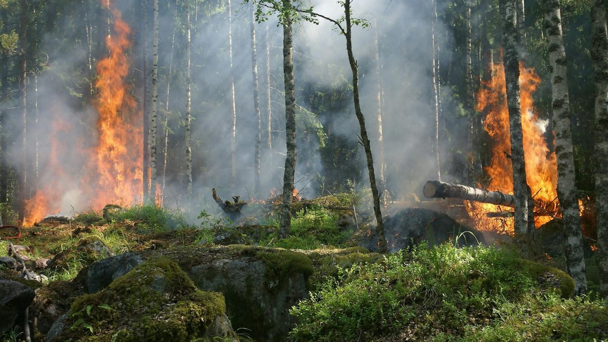 A dramatic forest fire engulfing trees, creating intense smoke and flames against a natural woodland backdrop.