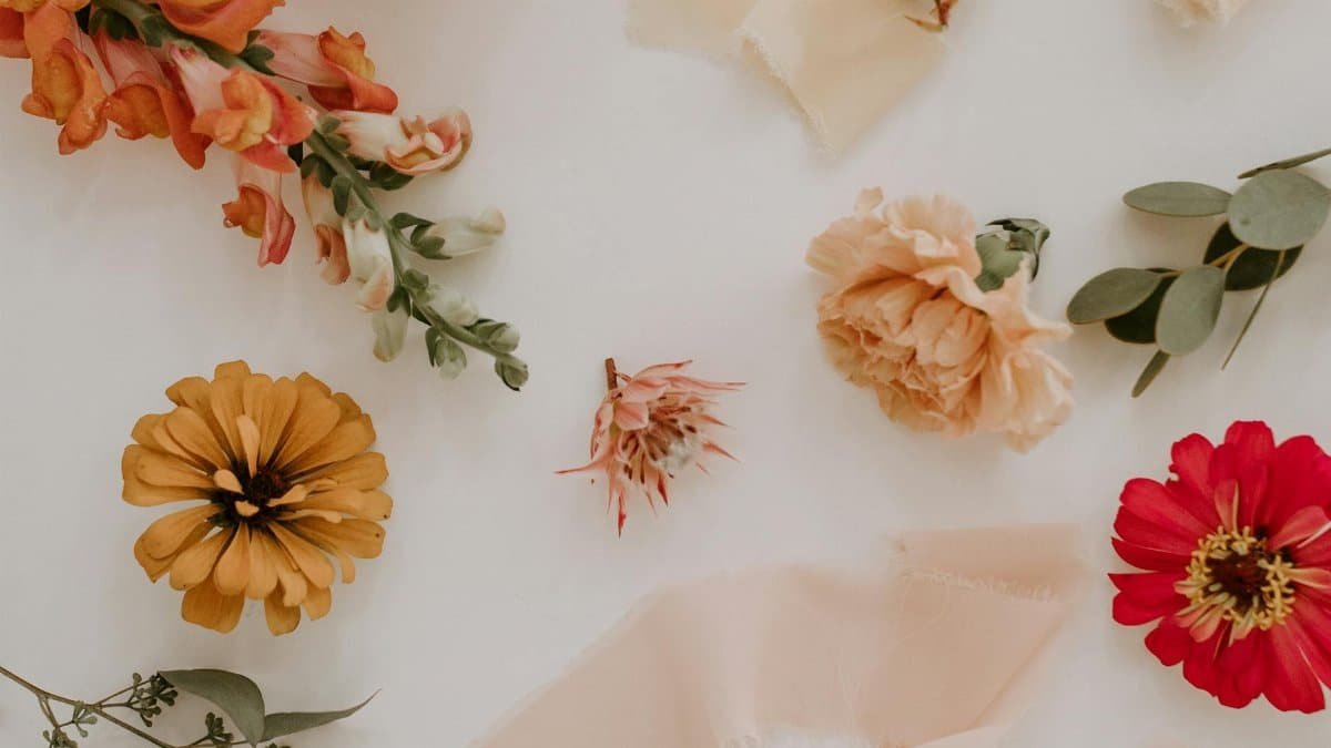 Top view composition of fresh snapdragon and eucalyptus leaves arranged with peony zinnia and dahlia flower heads on white surface
