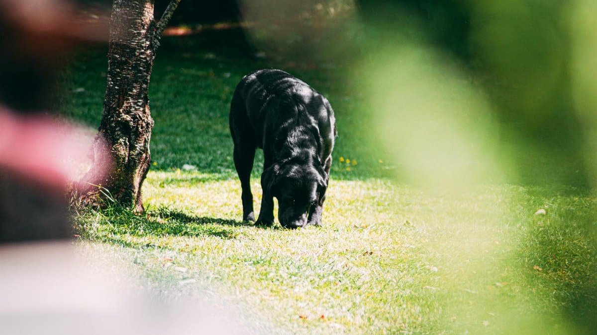 A black Labrador retriever explores the grassy park under sunlight.