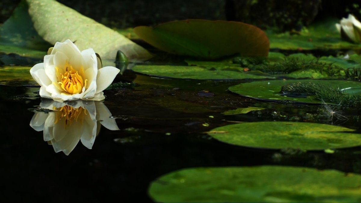 A tranquil water lily reflecting in a garden pond, capturing natural beauty and serenity.
