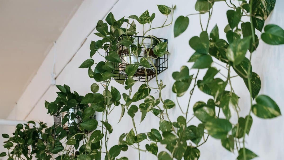 Lush green pothos plants in hanging baskets adorning a modern indoor space, enhancing interior decor.
