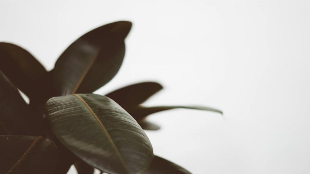Captivating close-up of rubber plant leaves against a bright white backdrop.