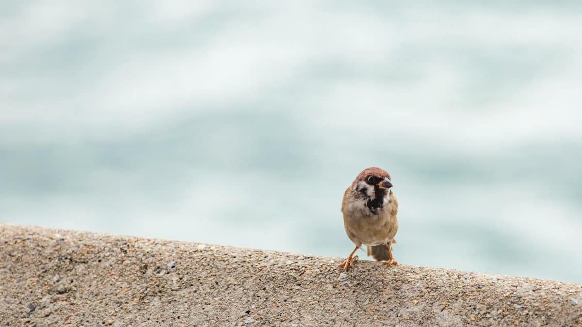 A small sparrow perched on a concrete ledge with a blurred, aquatic background.