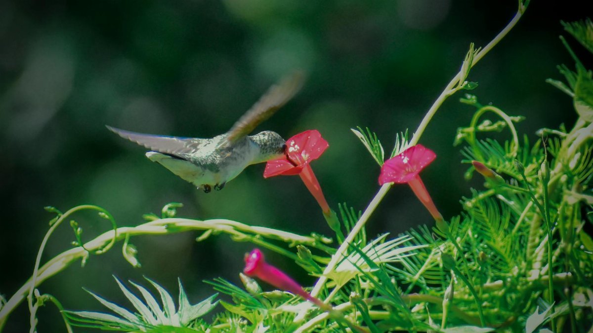 Full length tiny adorable hummingbird hovering near beautiful pink morning glory flower and sipping nectar in wild nature