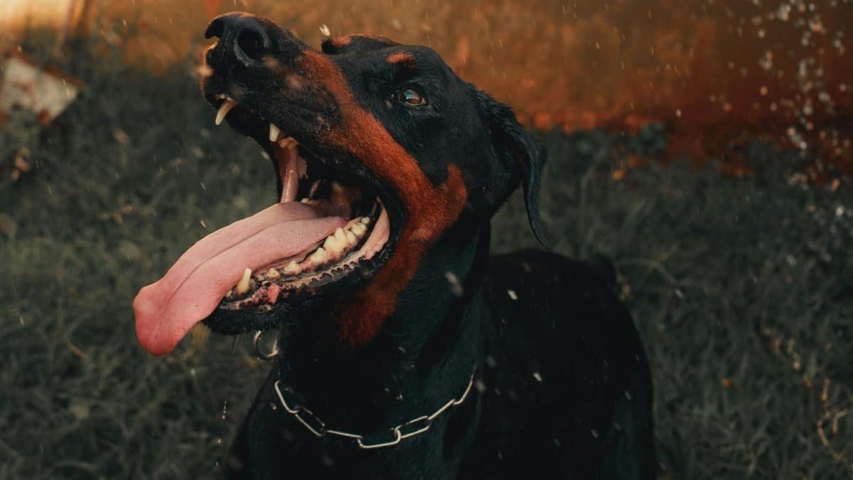 Close-up of a doberman with tongue out in motion amidst greenery.