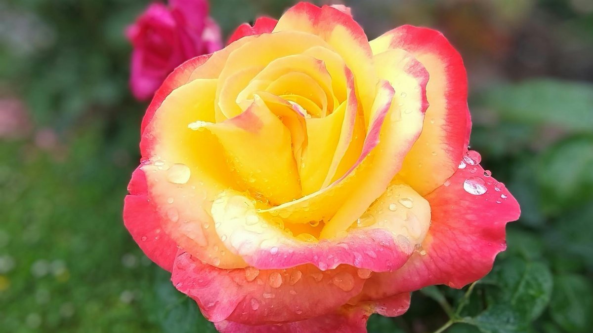 Close-up of a vibrant yellow and pink rose with dewdrops, capturing its stunning beauty.