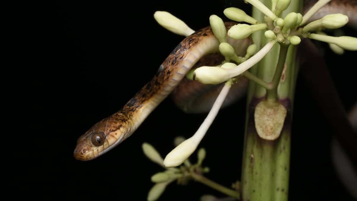 A nocturnal Cat-Eyed Snake (Leptodeira septentrionalis) climbing through plant life, captured in close-up.