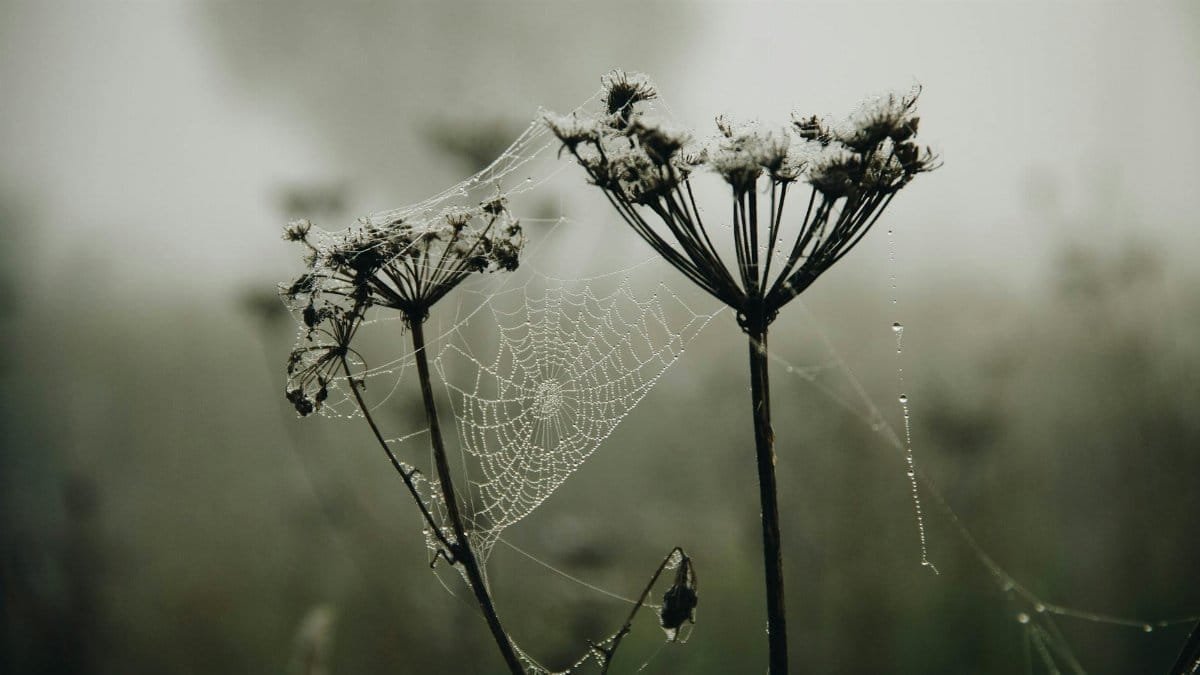 Dew-laden spider web on a wildflower, evoking tranquility in a foggy landscape.