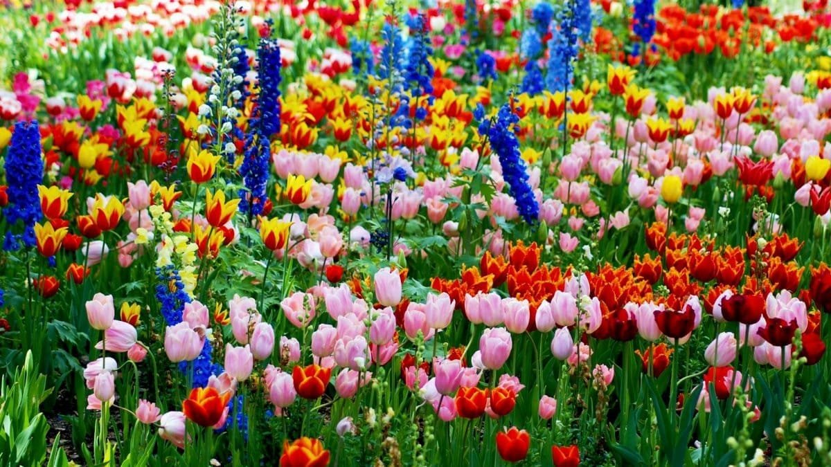 Colorful tulips and delphiniums blooming in a La Cañada Flintridge garden.