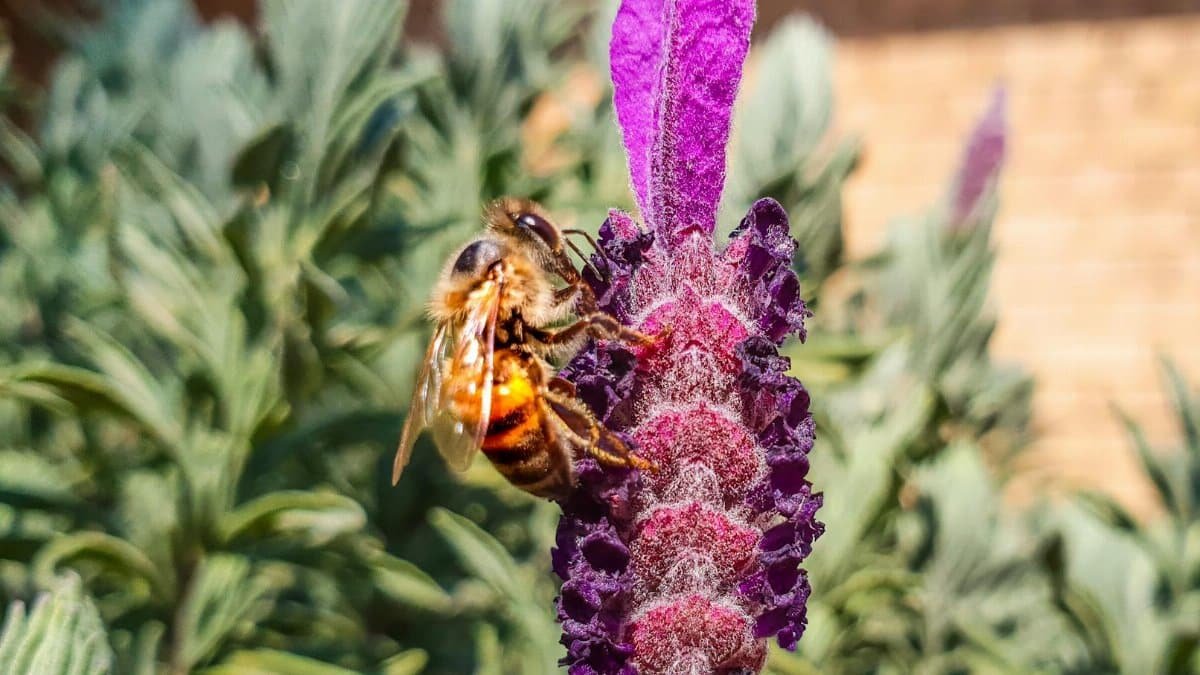 Close-up of a bee pollinating a vibrant lavender flower in natural sunlight.