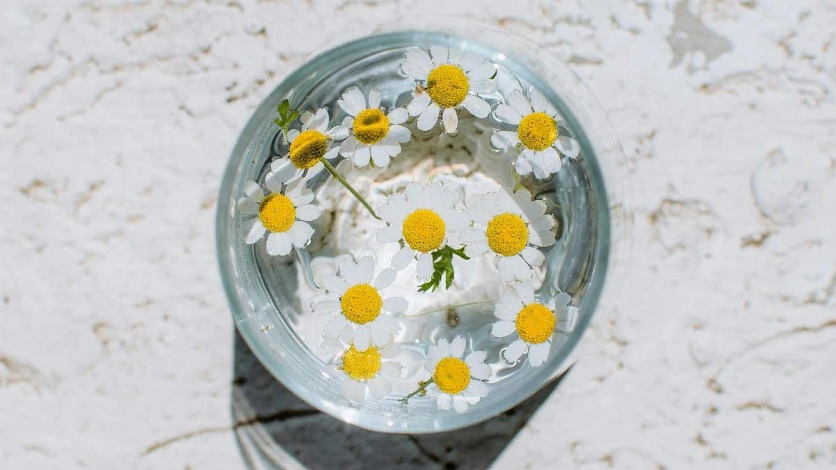 Top view of blooming chamomile flowers floating in a clear vase over a textured white background.