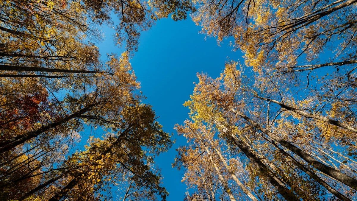Looking up at colorful autumn trees in Black Rock Mountain State Park, Georgia.