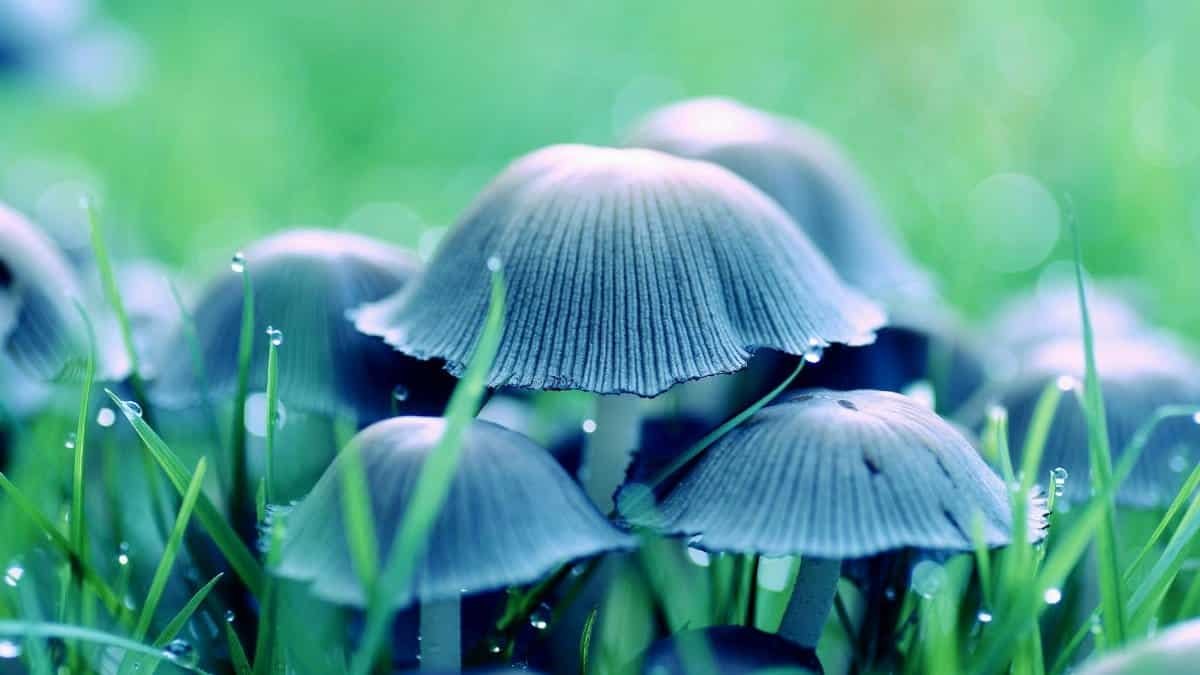 A captivating close-up of mushrooms with dewdrops in a vibrant green grass setting, depicting freshness.
