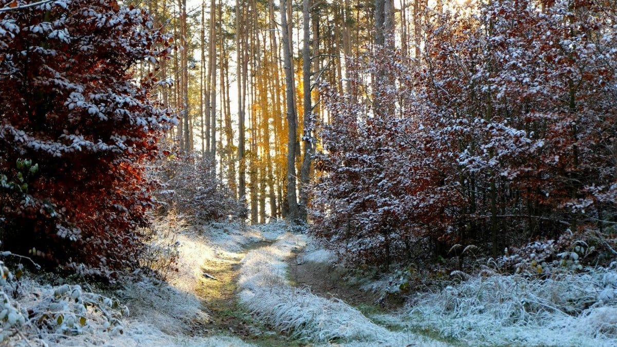 Scenic forest path during winter with snow-covered trees and warm sunrise light