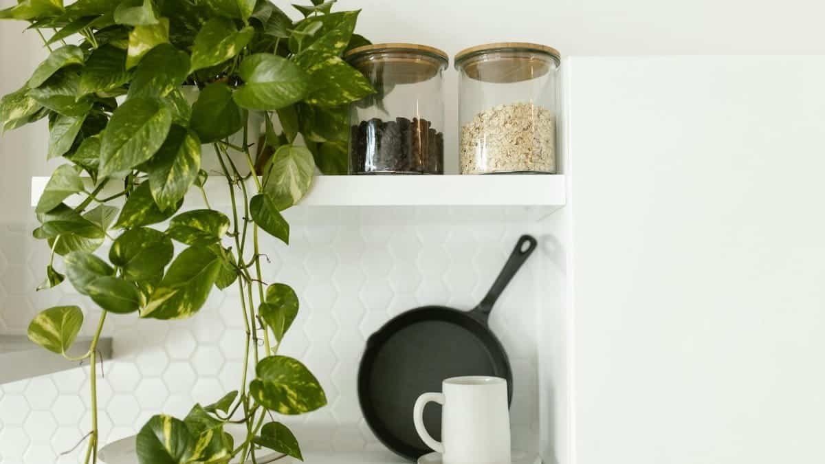 A stylish kitchen shelf with a pothos plant, ceramic cup, and glass jars for minimalist decor.