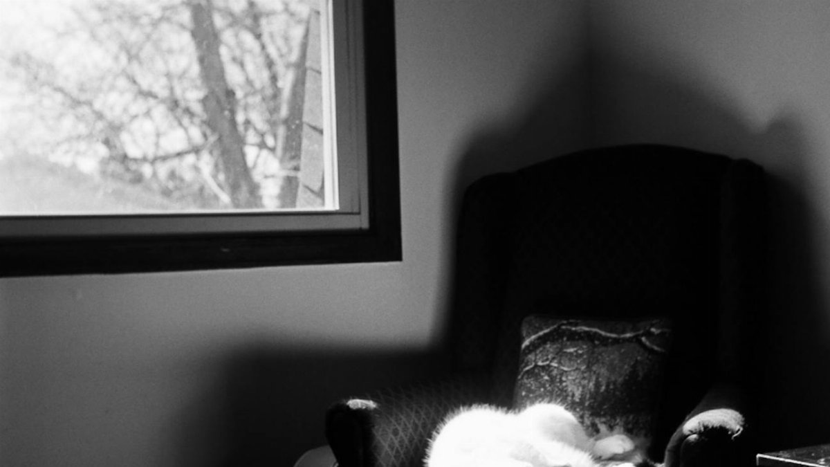 A cat basking in sunlight on a chair by a window, capturing a tranquil moment indoors.