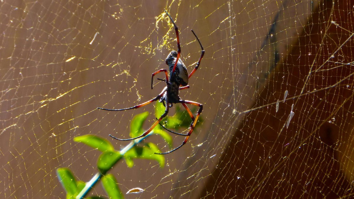 Detailed image of a spider on its web, highlighted by sunlight, with green leaves in the background.