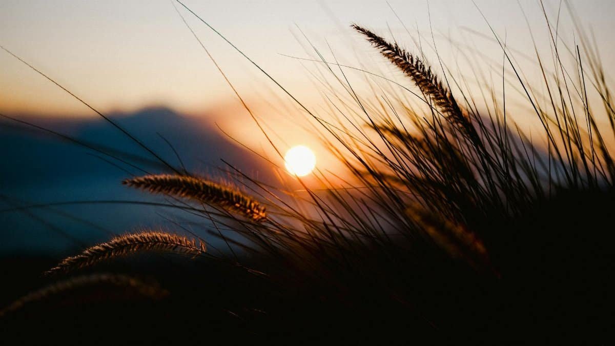 A tranquil sunset view through silhouette of tall grasses with the sun setting in the background.