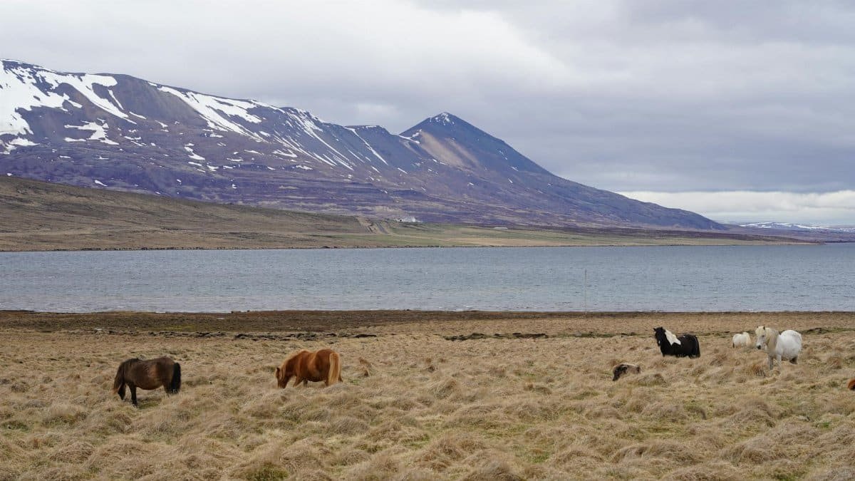 Scenic view of Icelandic horses grazing by a mountain lake near Akureyri, Iceland.