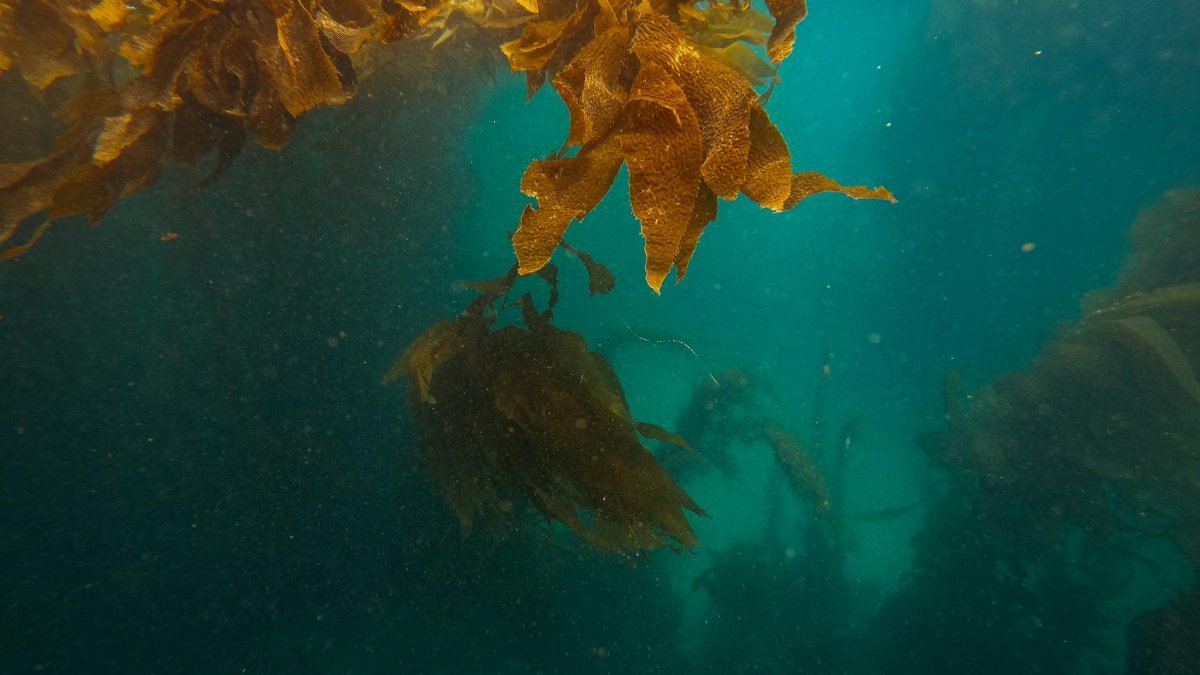 Captivating underwater scene of kelp swaying in the deep blue ocean habitat.