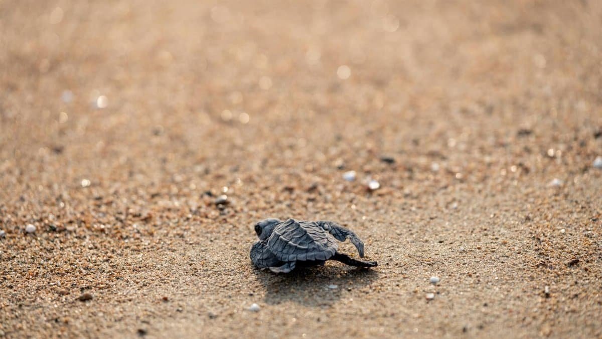 Wild tiny turtle on textured sandy ground in daytime in summer on blurred background