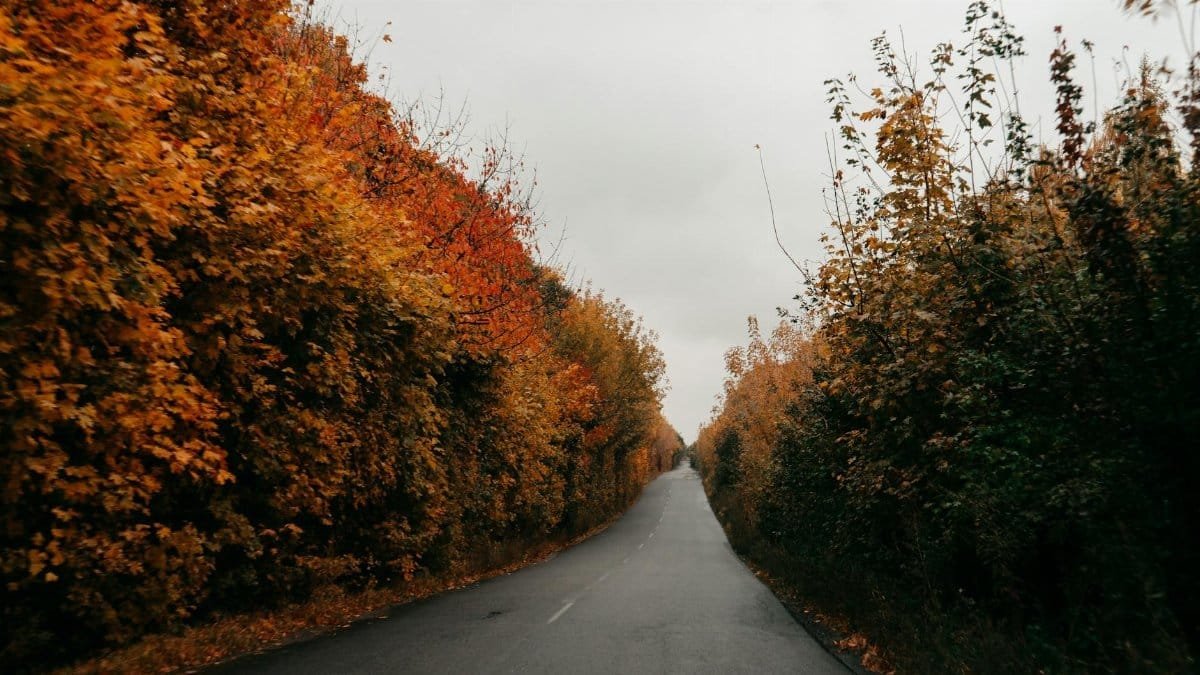 A picturesque road with vivid autumn foliage on both sides, creating a serene fall landscape.