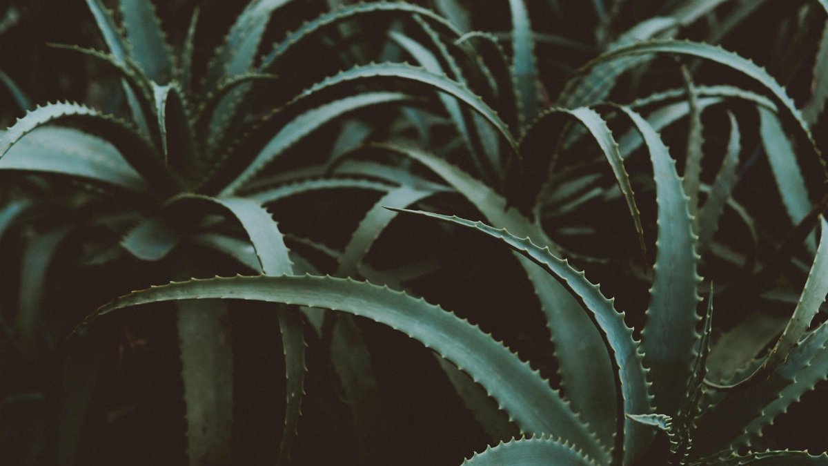 A close-up of lush green Aloe Vera plants with a dark, textured background.