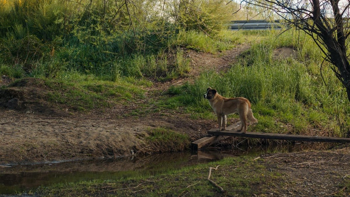 A dog stands on a plank bridge in lush greenery by a stream in San Carlos de Bariloche, Argentina.