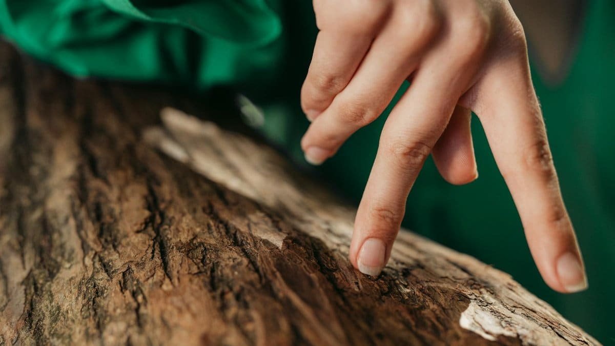 Hand gently touching textured tree bark, highlighting the natural details and textures of the wood.