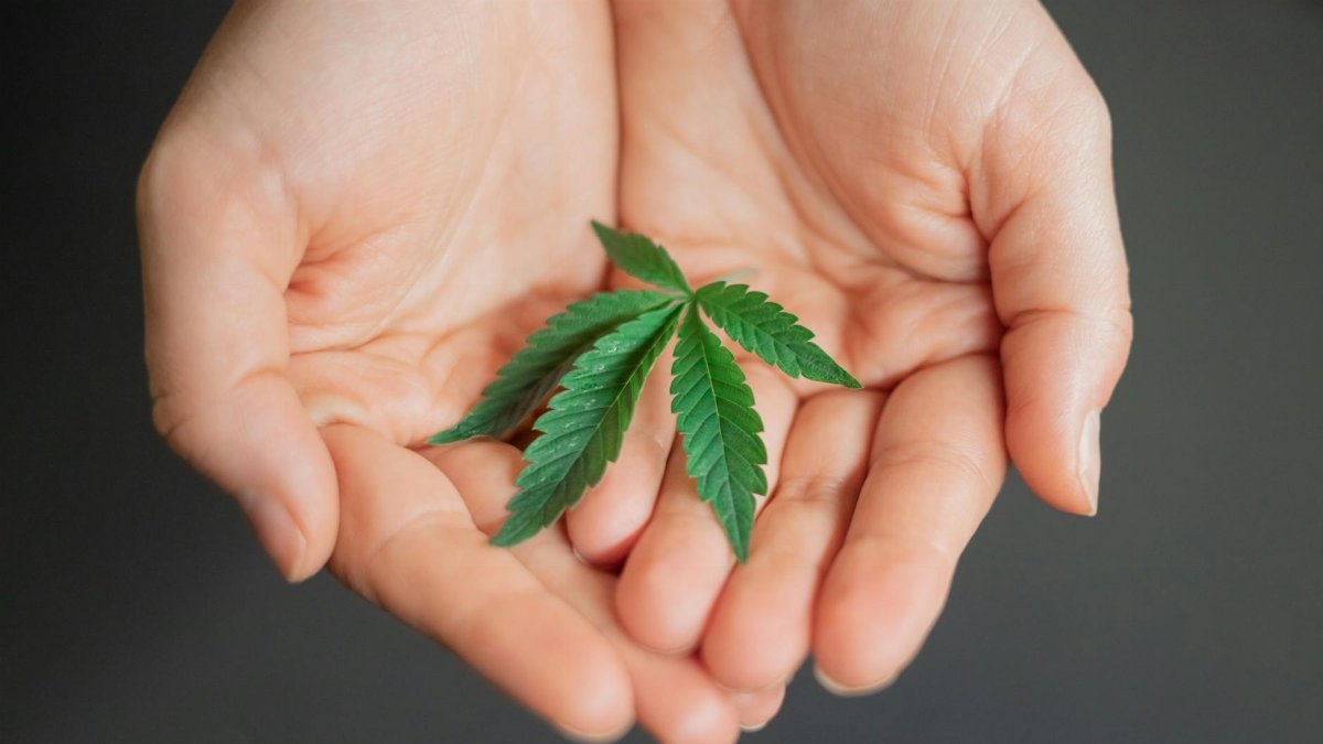 Detailed image of hands gently holding a cannabis leaf, showcasing natural texture and color.
