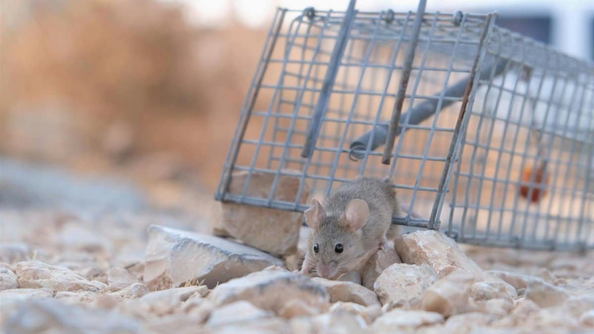 A small mouse escaping a metal trap on a rocky surface, showcasing its agility and survival instinct.