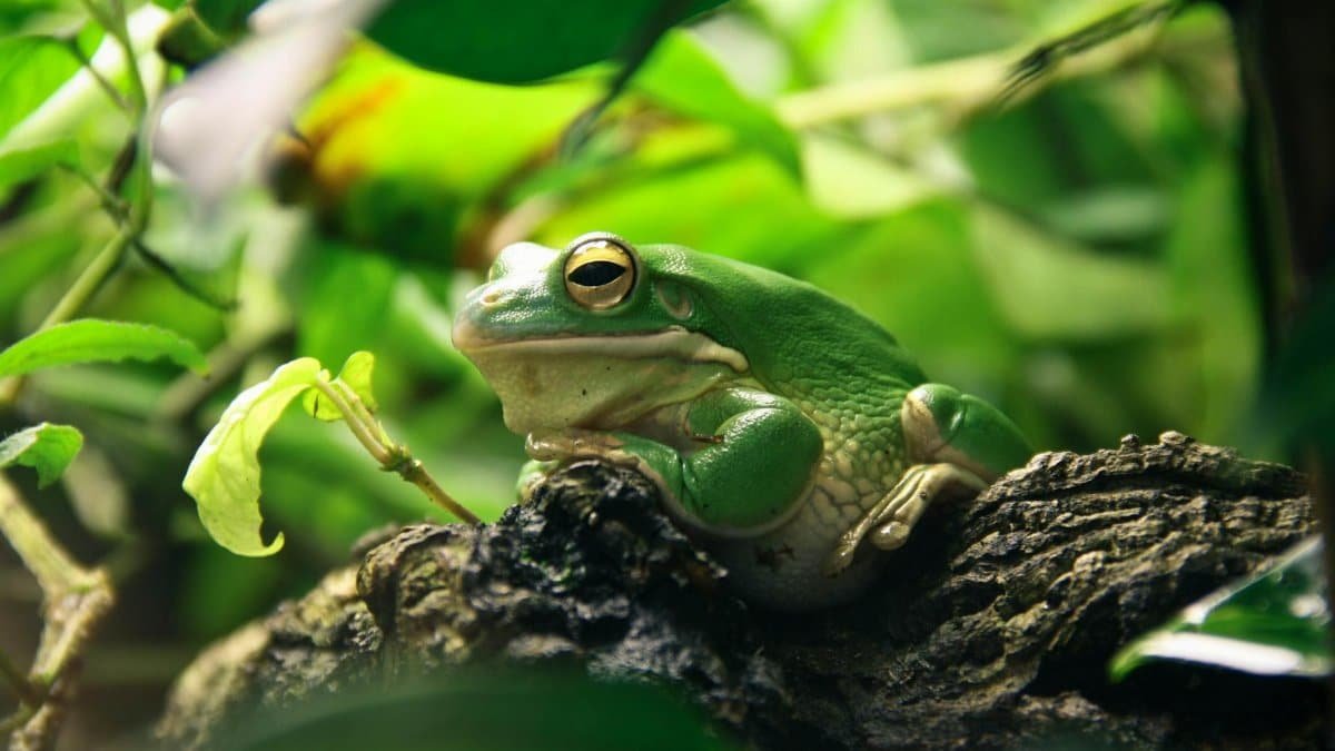 Close-up of a green frog resting on a branch surrounded by vibrant leaves.