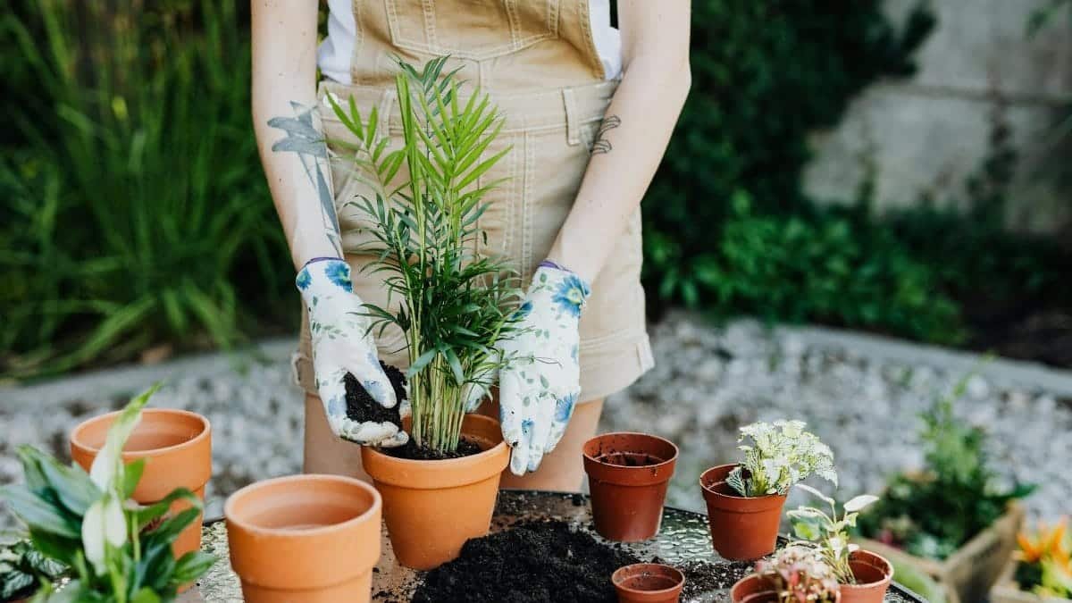 A person gardening by planting an areca palm in a terracotta pot outdoors.