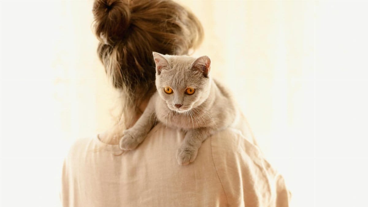 A British Shorthair cat resting on a woman's shoulder indoors, creating a warm and cozy atmosphere.