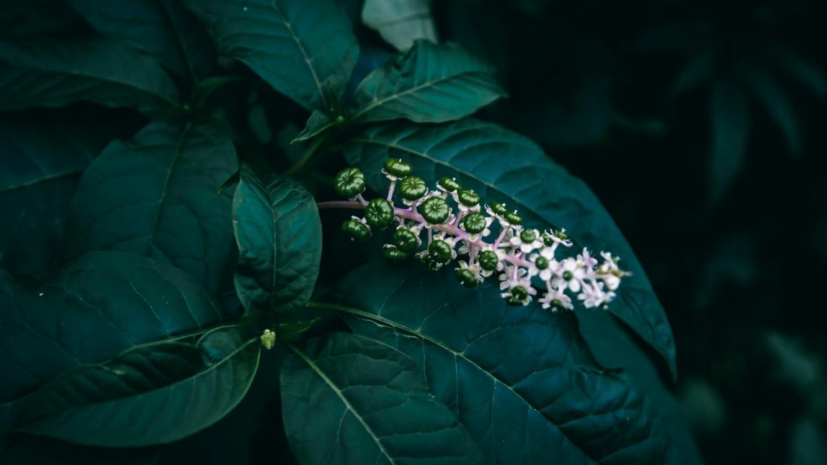A close up of green Pokeweed berries