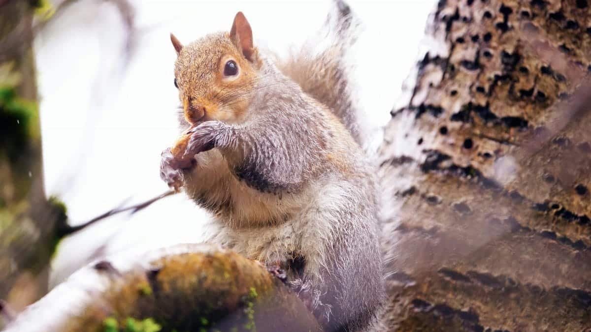 A curious gray squirrel perched on a tree branch, nibbling on food.