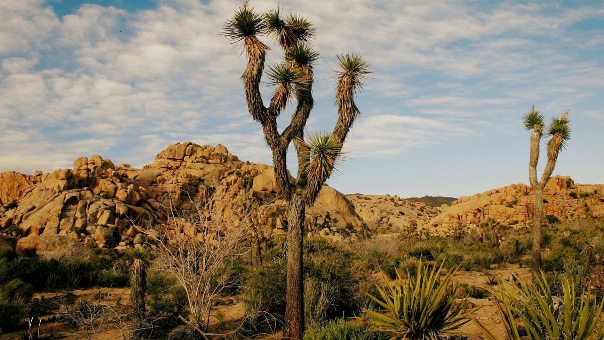 Explore the vast desert landscape of Joshua Tree National Park featuring iconic Joshua trees and rocky terrain.