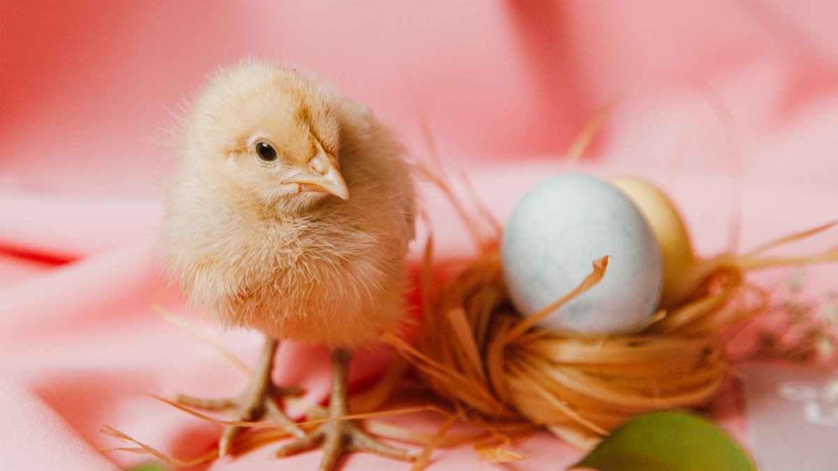 Cute chick with pastel Easter eggs in a nest on a pink background.