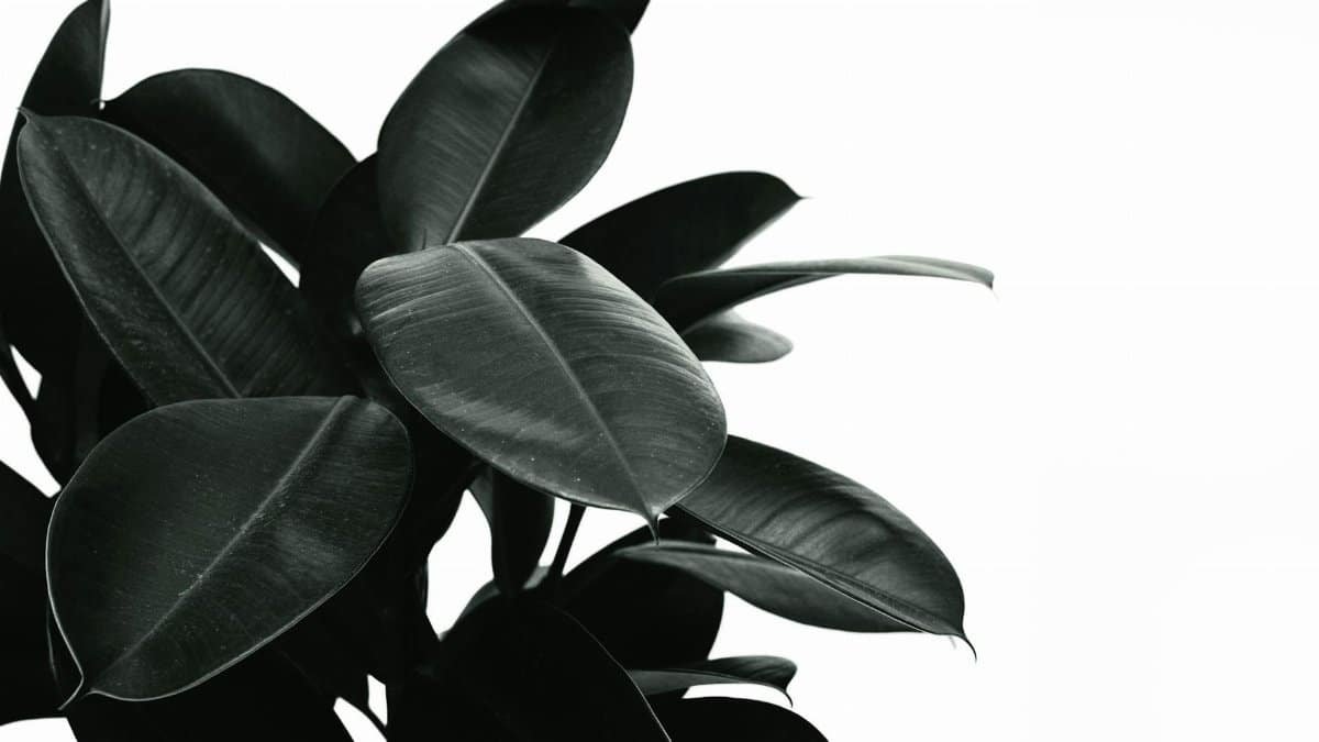 Black and white close-up of rubber plant leaves showcasing texture and pattern.