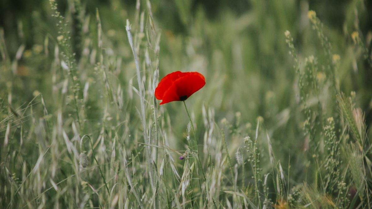 A single red poppy stands out in a lush green field, embodying simplicity and nature's beauty.