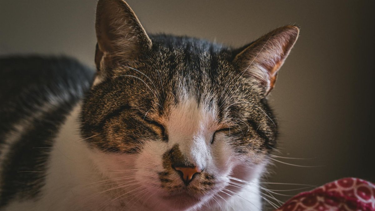A relaxed domestic cat with closed eyes, resting indoors. Perfect for cozy home vibes.