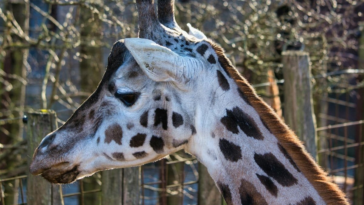 A close-up side view of a giraffe in sunlight, showcasing its unique spots and gentle expression.