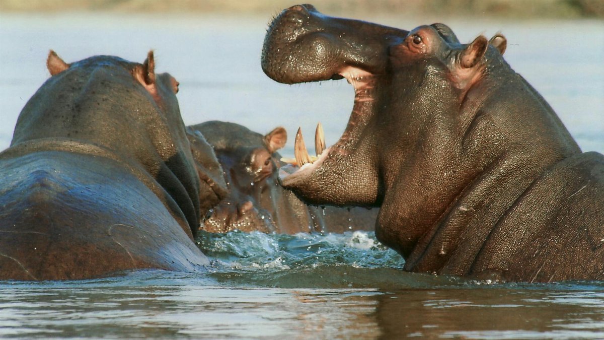 A close-up of hippos engaging in a dramatic encounter in the river, showcasing their natural behaviors.