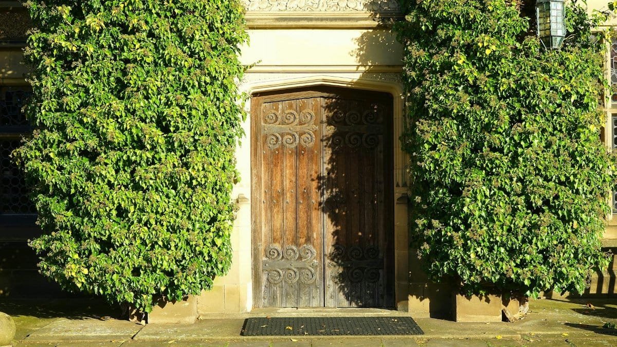 An ornate wooden door framed by vibrant ivy in a historic English garden setting.