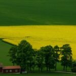 Free stock photo of 2025, 4k nature, 4k photo