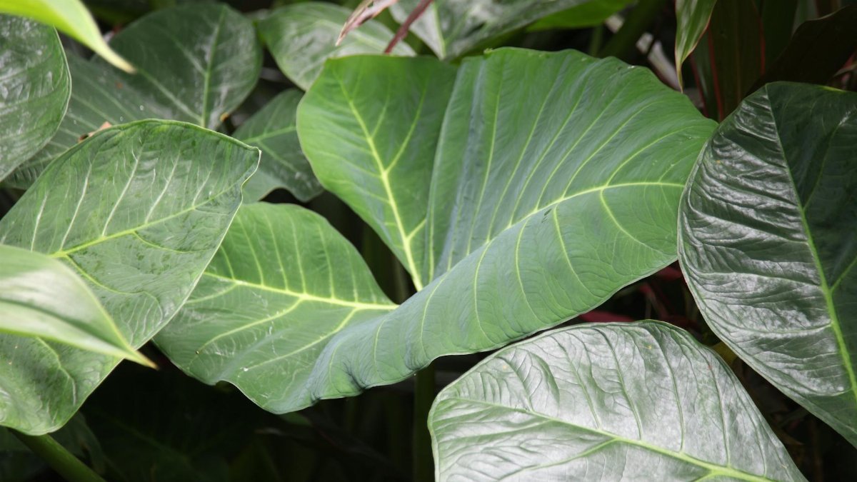 8. Philodendron