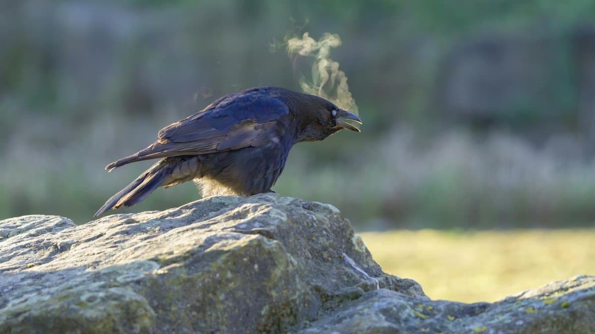 A crow exhaling misty breath in the early morning light, perched on a rock.